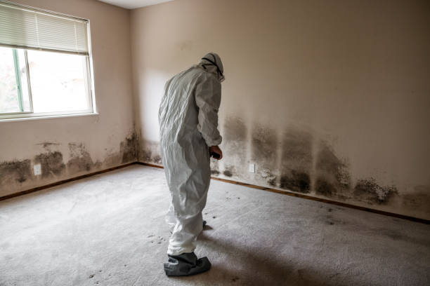 Best Local Mold Removal Service  in Brookwood, AL